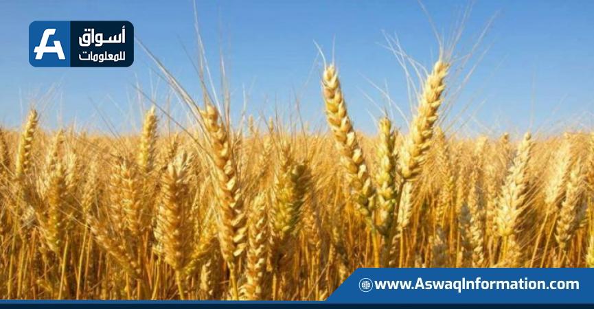صادرات القمح
