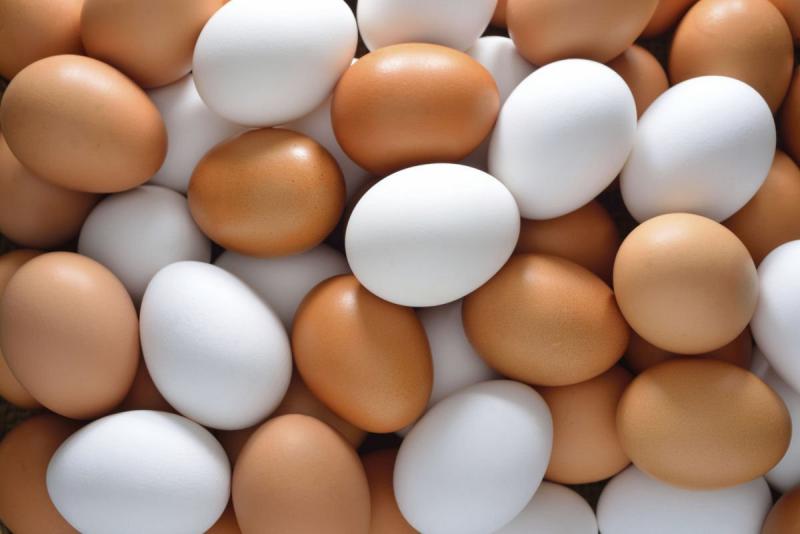 أسعار البيض اليوم للجملة والمستهلك