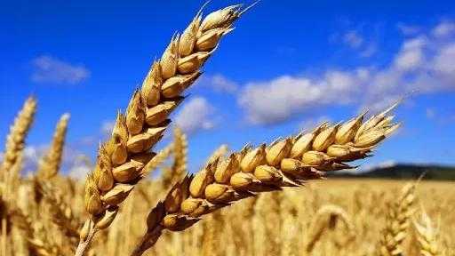 مبيعات القمح الأمريكي ترتفع إلى 266 ألف طن في أسبوع