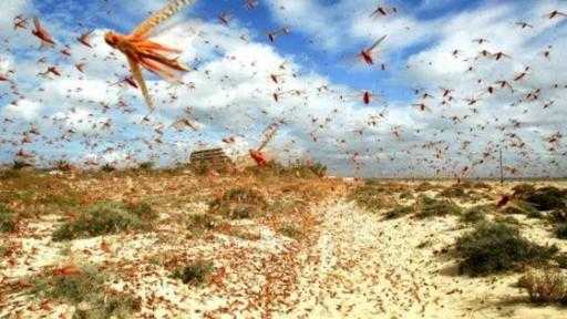”الزراعة” توضح حقيقية ظهور الجراد الصحراوي ببئر العبد ”الزراعة” توضح حقيقية ظهور الجراد الصحراوي ببئر العبد