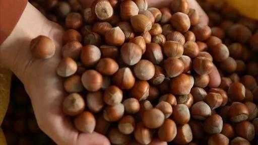 صادرات تركيا من البندق تتراجع 380 مليون دولار خلال الموسم الماضي