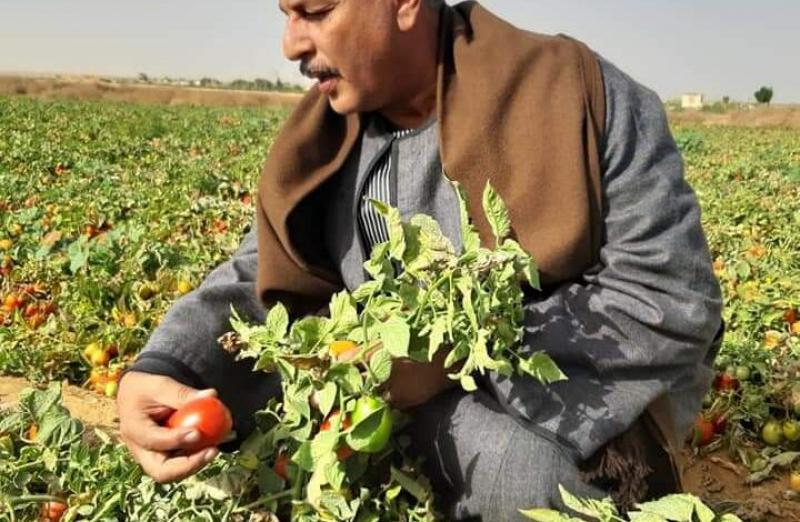 نقيب الفلاحين : توجيهات الحكومة بزيادة زراعات المحاصيل العلفية «مهمة»