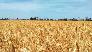 أسعار القمح العالمية ترتفع بأكثر من 1% وسط مخاوف نقص المحاصيل