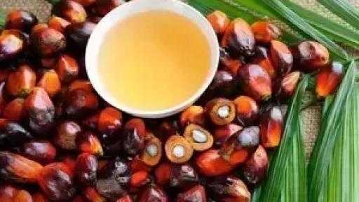 توقعات بارتفاع إنتاج إندونيسيا من زيت النخيل بنسبة 3% هذا العام