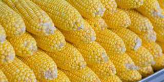 «الزراعة الأمريكية»: مخزونات الذرة العالمية ستحقق أعلى مستوياتها في 5 سنوات هذا الموسم