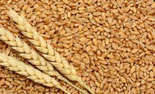 ارتفاع طفيف في أسعار القمح العالمية عند تسوية تعاملات الخميس