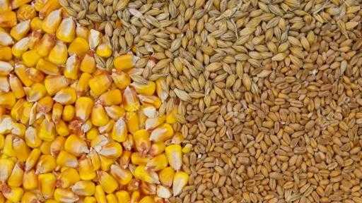 تحسن جودة القمح الفرنسي مع انطلاق موسم زراعة الذرة تحسن جودة القمح الفرنسي مع انطلاق موسم زراعة الذرة