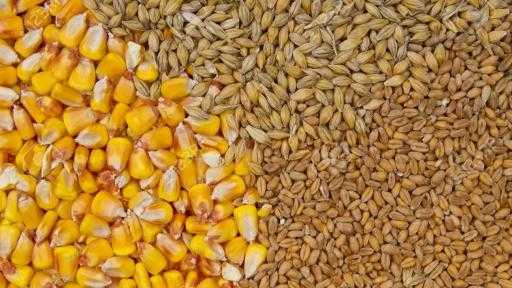 روسيا تعفي القمح والشعير والذرة من رسوم التصدير الأسبوع المقبل