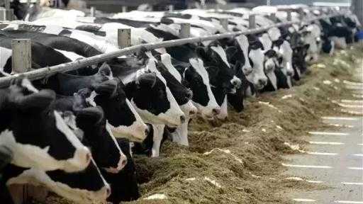 مربو الماشية في المكسيك يتكبدون خسائر بنصف مليار دولار جراء قيود التصدير إلى أمريكا