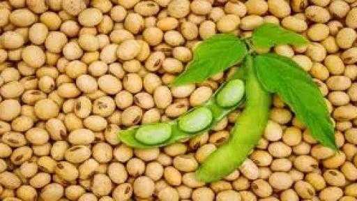 مقاطعة الصين لفول الصويا الأمريكي يهدد بإتلاف المحاصيل في الولايات المتحدة