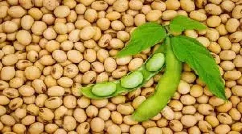 أسعار فول الصويا