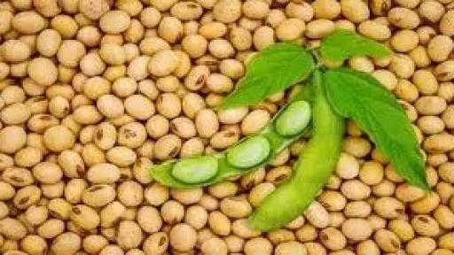 تراجع أسعار فول الصويا العالمية لكنها تتجه إلى تسجيل أكبر ارتفاع شهري... تراجع أسعار فول الصويا العالمية لكنها تتجه إلى تسجيل أكبر ارتفاع شهري منذ 4 سنوات