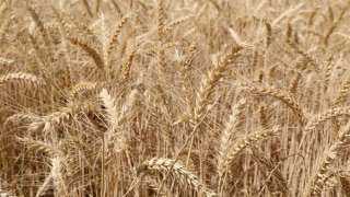 الحكومة التونسية تشتري 25 ألف طن من القمح