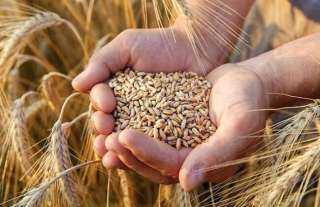 رسوم تصدير القمح الروسي تتراجع 3.2% خلال مايو الجاري