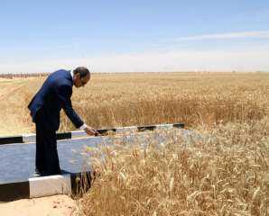 الرئيس السيسي يتفقد موسم حصاد القمح بمشروع مستقبل مصر| فيديو