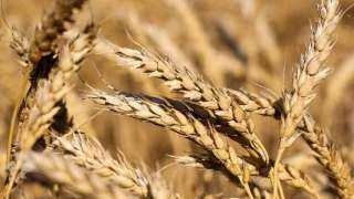 ارتفاع أسعار القمح في بورصة شيكاغو مدفوعة بتوقعات تراجع الإنتاج الروسي