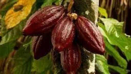 أسعار الكاكاو العالمية تهوي 20% في أسبوع وتلامس أدنى مستوياتها منذ عامين وسط تراجع حاد في الطلب العالمي