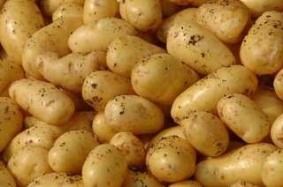 رقم قياسي.. صادرات مصر من البطاطس تسجل 650 ألف طن