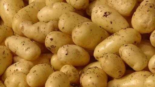 فائض كبير في محصول البطاطس في أوروبا يدفع الأسعار للانهيار