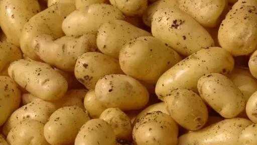 روسيا تقتنص المركز الخامس عالمياً في تصدير رقائق البطاطس