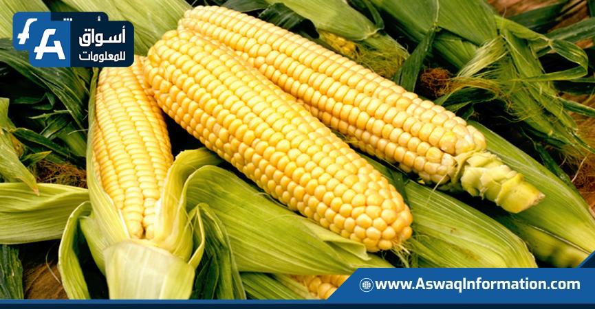 إنتاج الذرة