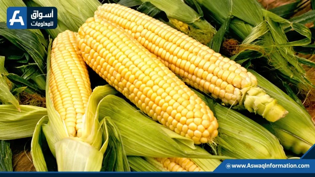 صادرات الذرة الأمريكية