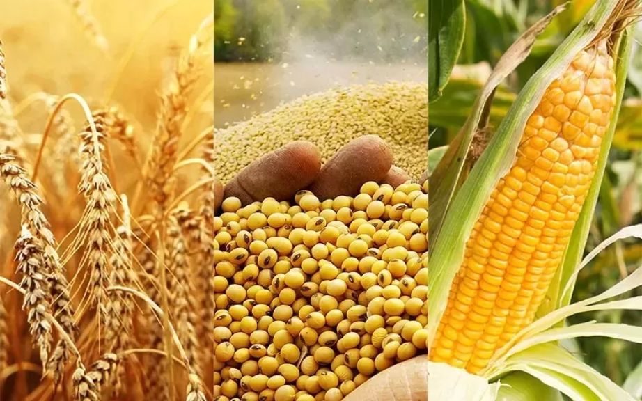 القمح والذرة وفول الصويا