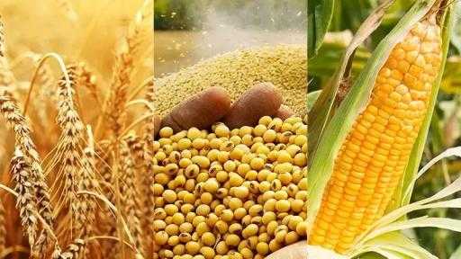 تراجع أسعار فول الصويا والقمح والذرة العالمية مع تسارع الحصاد الأمريكي