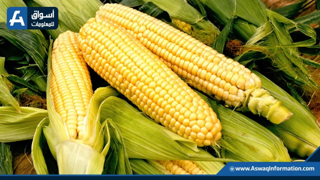 إنتاج الذرة في فرنسا