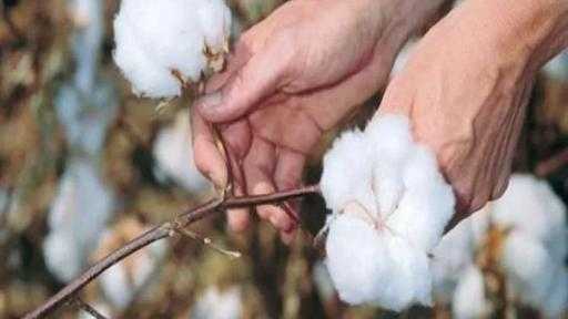 ”الزراعة”: 7 أصناف تجارية سيتم زراعتها من القطن خلال الموسم الجديد بـ14 محافظة| إنفوجراف