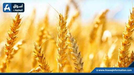 مبيعات القمح الأمريكي تهبط بنسبة 39% وسط ترقب لتعاقدات الموسم الجديد