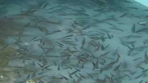 ”تنمية البحيرات” يُطلق 5.5 ملايين وحدة زريعة من الأسماك المتنوعة بـ5 محافظات