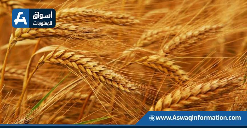 أسعار القمح الفرنسي