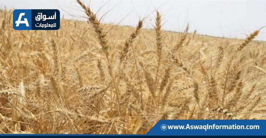 أرشيفية
