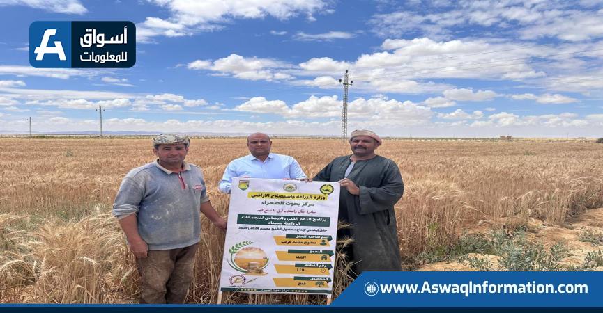 الحصاد في سيناء