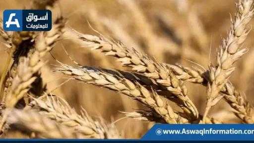 تونس تطرح مناقصة دولية لشراء 175 ألف طن من القمح اللين والصلب