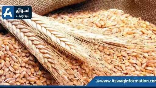 أسعار القمح اليوم الخميس عند التاجر.. الطن الروسي بكام أسعار القمح اليوم الخميس عند التاجر.. الطن الروسي بكام
