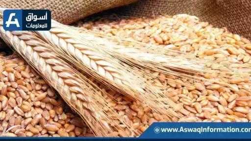 أسعار القمح اليوم الثلاثاء عند التاجر.. الطن الروسي بكام