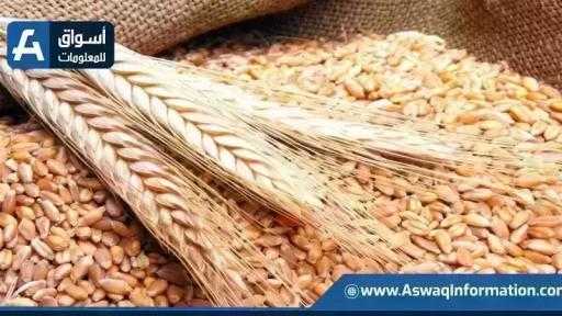 ارتفاع أسعار القمح اليوم الإثنين عند التاجر.. الطن الروسي بكام