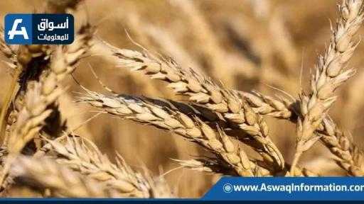 ارتفاع أسعار القمح الأوروبي وسط قلق من تضرر المحاصيل في الولايات المتحدة وروسيا