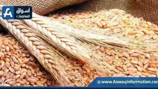 أسعار القمح اليوم الأربعاء عند التاجر.. الطن الروسي بكام