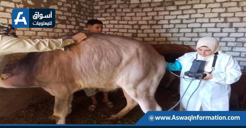 جهود الطب البيطري