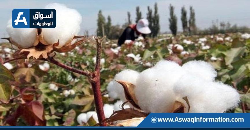 القطن