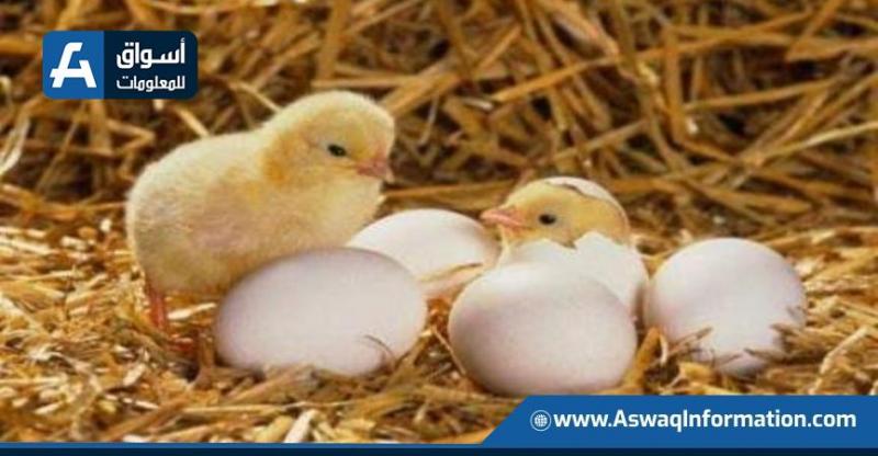 أسعار الكتاكيت اليوم