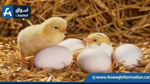 سعر الكتكوت الساسو.. أسعار الكتاكيت اليوم الأربعاء بالمزرعة سعر الكتكوت الساسو.. أسعار الكتاكيت اليوم الأربعاء بالمزرعة