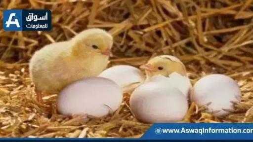 تراجع سعر الكتكوت الأبيض.. أسعار الكتاكيت اليوم الأحد بالمزرعة