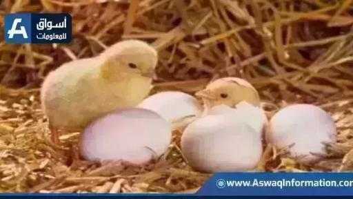 ارتفاع هائل في سعر الكتكوت الأبيض.. أسعار الكتاكيت اليوم الأحد بالمزرعة ارتفاع هائل في سعر الكتكوت الأبيض.. أسعار الكتاكيت اليوم الأحد بالمزرعة