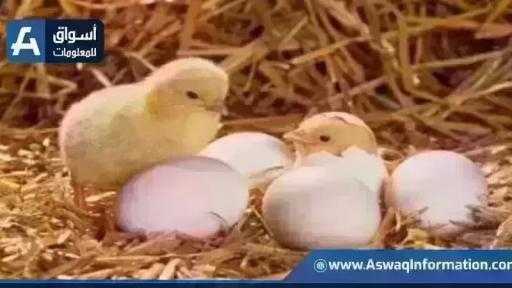 سعر الكتكوت الأبيض.. أسعار الكتاكيت اليوم الإثنين بالمزرعة