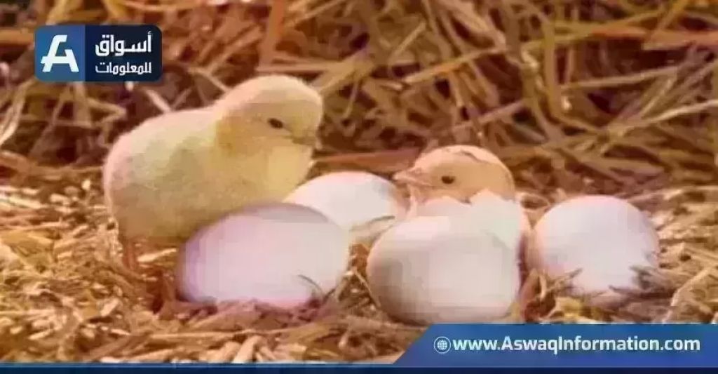 أسعار الكتاكيت اليوم