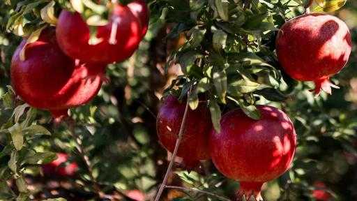 لـ167 دولة.. الصادرات الزراعية المصرية تُسجل 9.5 ملايين طن خلال 2025| إنفوجرافيك لـ167 دولة.. الصادرات الزراعية المصرية تُسجل 9.5 ملايين طن خلال 2025| إنفوجرافيك